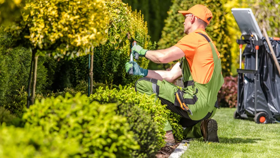 Tree & Shrub Care Services